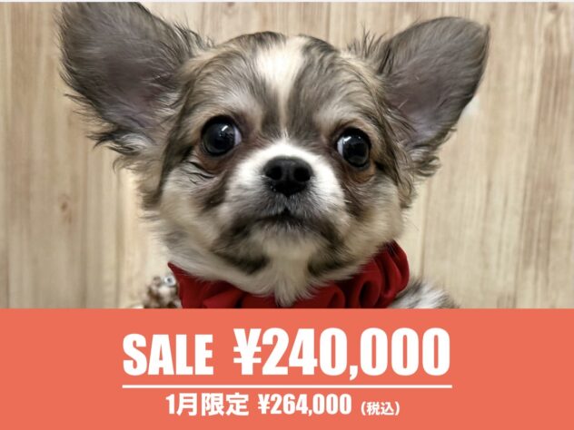 広島県のチワワ(ロング) (アミーゴ東深津店/2025年10月10日生まれ/女の子/フォーンホワイト)の子犬