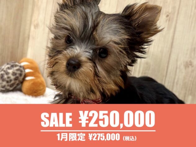 広島県のヨークシャーテリア (アミーゴ東深津店/2025年9月28日生まれ/女の子/スチールブルータン)の子犬