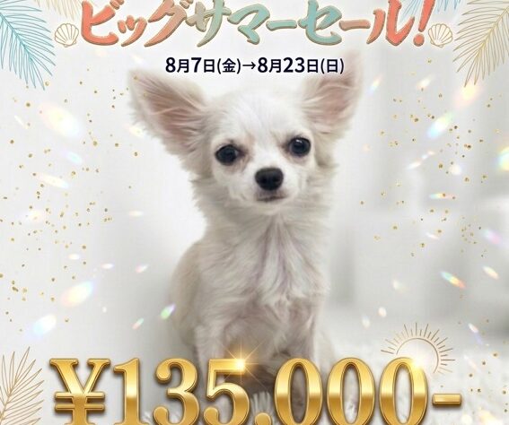 岡山県のチワワ(ロング) (アミーゴ津山店/2025年11月12日生まれ/女の子/クリーム)の子犬の1枚目の画像