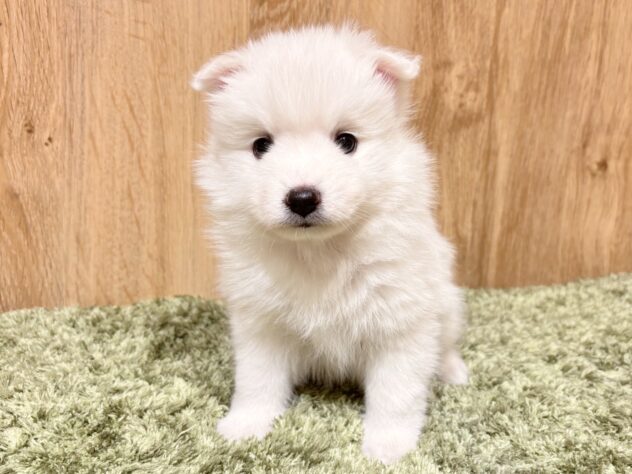 広島県の日本スピッツ (アミーゴ広島商工センター店/2025年11月30日生まれ/女の子/ホワイト)の子犬