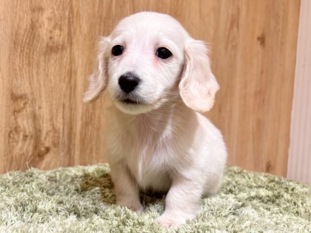 広島県のミニチュアダックスフンド(ロング) (アミーゴ広島商工センター店/2025年11月26日生まれ/男の子/イエロー)の子犬