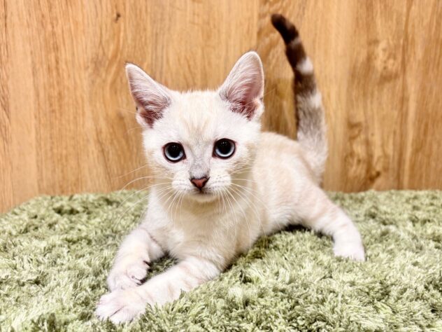 広島県のアメリカンショートヘアー (アミーゴ広島商工センター店/2025年11月4日生まれ/女の子/シールリンクスポイント)の子猫