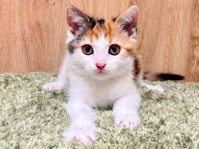 広島県のアメリカンショートヘアー (アミーゴ広島商工センター店/2025年11月7日生まれ/女の子/キャリコ)の子猫