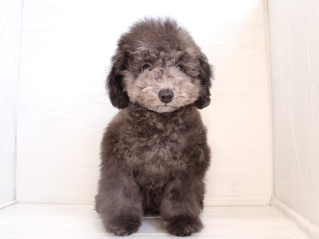 兵庫県のトイプードル(トイ) (ペット・プラザ アミーゴ神戸灘店/2026年11月18日生まれ/男の子/グレー)の子犬の1枚目の画像