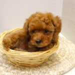 兵庫県のトイプードル(トイ) (ペット・プラザ アミーゴつかしん店/2025年8月21日生まれ/男の子/レッド)の子犬の3枚目の画像