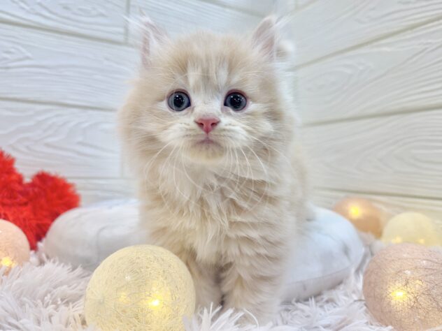 兵庫県のミヌエット (ワンキャラット アミーゴ姫路飾磨店/2025年11月8日生まれ/女の子/クリームタビー)の子猫の2枚目の画像