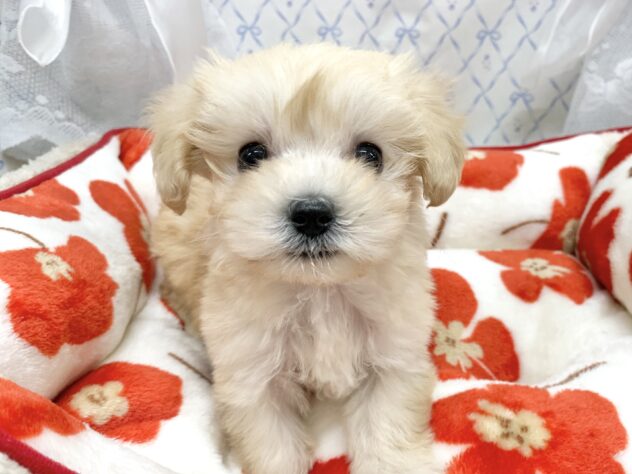 広島県のハーフ犬・ミックス犬 (アミーゴ宇品店/2025年11月9日生まれ/女の子/クリーム)の子犬の4枚目の画像