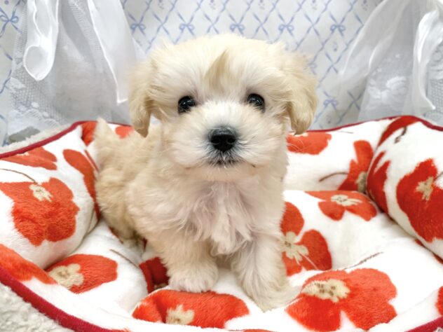 広島県のハーフ犬・ミックス犬 (アミーゴ宇品店/2025年11月9日生まれ/女の子/クリーム)の子犬の3枚目の画像