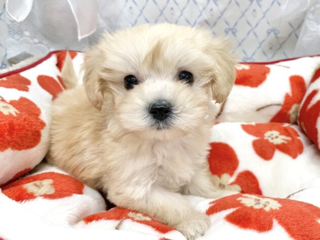 広島県のハーフ犬・ミックス犬 (アミーゴ宇品店/2025年11月9日生まれ/女の子/クリーム)の子犬の2枚目の画像