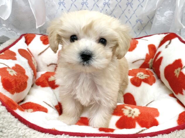 広島県のハーフ犬・ミックス犬 (アミーゴ宇品店/2025年11月9日生まれ/女の子/クリーム)の子犬の1枚目の画像