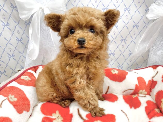 広島県のトイプードル(トイ) (アミーゴ宇品店/2025年11月10日生まれ/女の子/レッドフォーン)の子犬の1枚目の画像