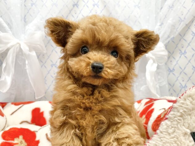 広島県のトイプードル(トイ) (アミーゴ宇品店/2025年11月10日生まれ/女の子/レッドフォーン)の子犬の2枚目の画像