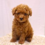 兵庫県のトイプードル(トイ) (ペット・プラザ アミーゴつかしん店/2025年8月21日生まれ/男の子/レッド)の子犬の2枚目の画像