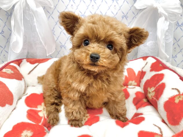 広島県のトイプードル(トイ) (アミーゴ宇品店/2025年11月10日生まれ/女の子/レッドフォーン)の子犬の3枚目の画像