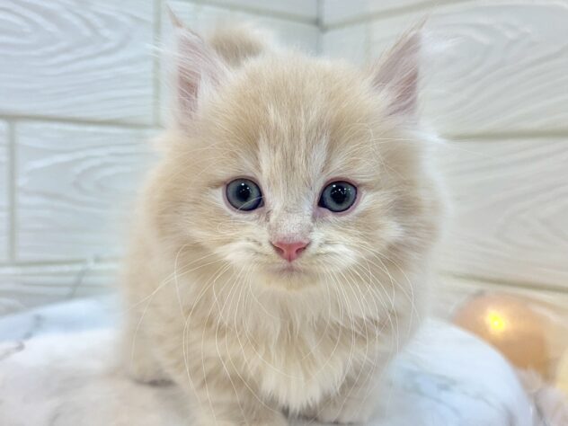 兵庫県のミヌエット (ワンキャラット アミーゴ姫路飾磨店/2025年11月8日生まれ/女の子/クリームタビー)の子猫の1枚目の画像