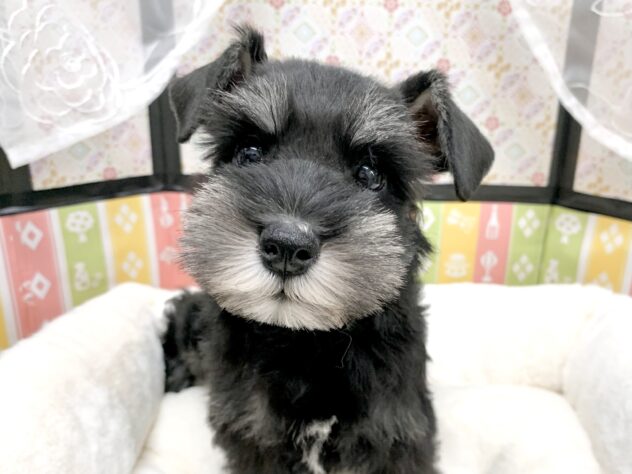 広島県のミニチュアシュナウザー (アミーゴ宇品店/2025年11月26日生まれ/女の子/ブラックシルバー)の子犬