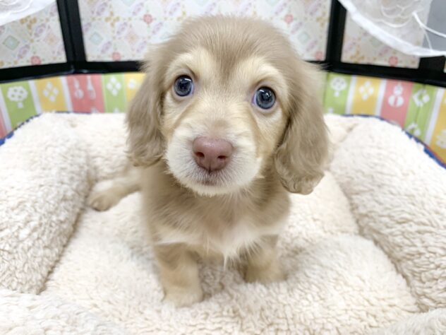 広島県のミニチュアダックスフンド(ロング) (アミーゴ宇品店/2025年11月23日生まれ/女の子/チョコレートタン)の子犬