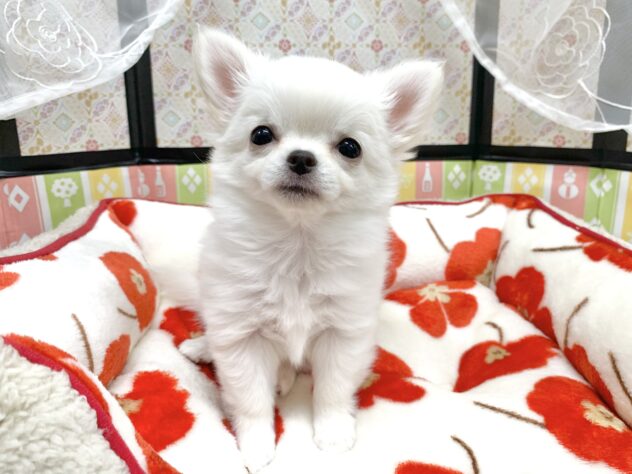 広島県のチワワ(ロング) (アミーゴ宇品店/2025年11月16日生まれ/女の子/ホワイトクリーム)の子犬の1枚目の画像