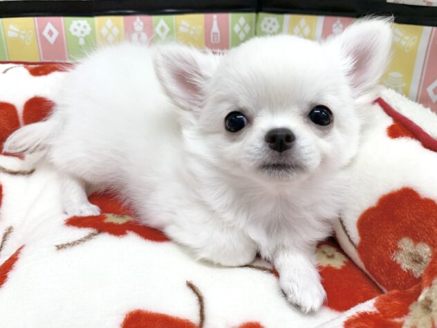 広島県のチワワ(ロング) (アミーゴ宇品店/2025年11月16日生まれ/女の子/ホワイトクリーム)の子犬の2枚目の画像