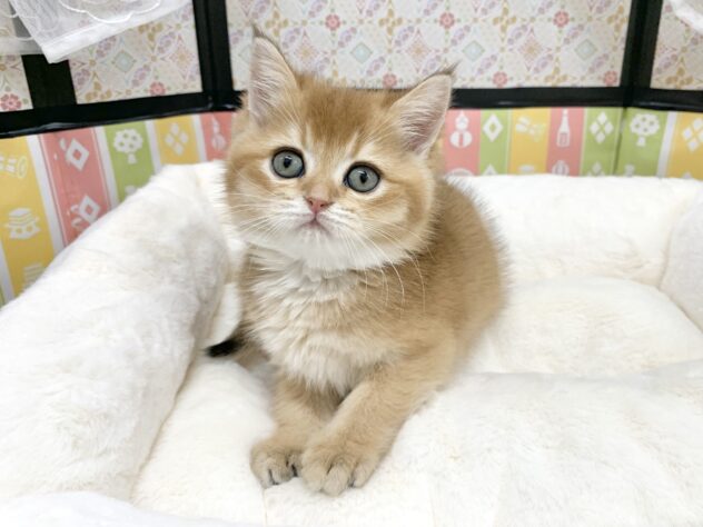 広島県のブリティッシュショートヘアー (アミーゴ宇品店/2025年11月23日生まれ/女の子/ブラックゴールデンシェーデット)の子猫の2枚目の画像