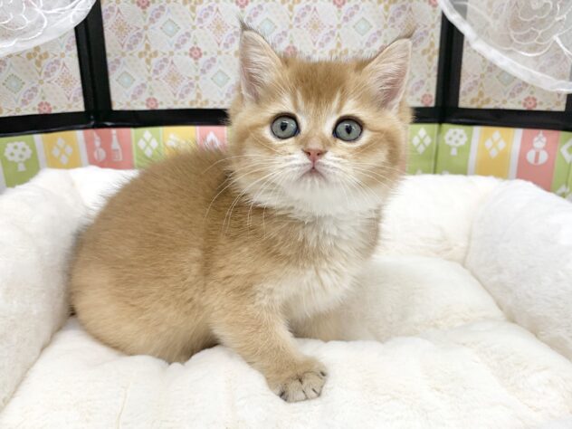 広島県のブリティッシュショートヘアー (アミーゴ宇品店/2025年11月23日生まれ/女の子/ブラックゴールデンシェーデット)の子猫の3枚目の画像