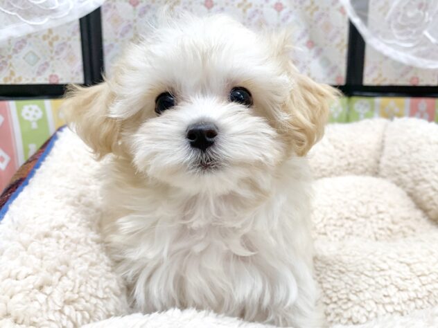 広島県のハーフ犬・ミックス犬 (アミーゴ宇品店/2025年11月21日生まれ/女の子/クリーム)の子犬の3枚目の画像