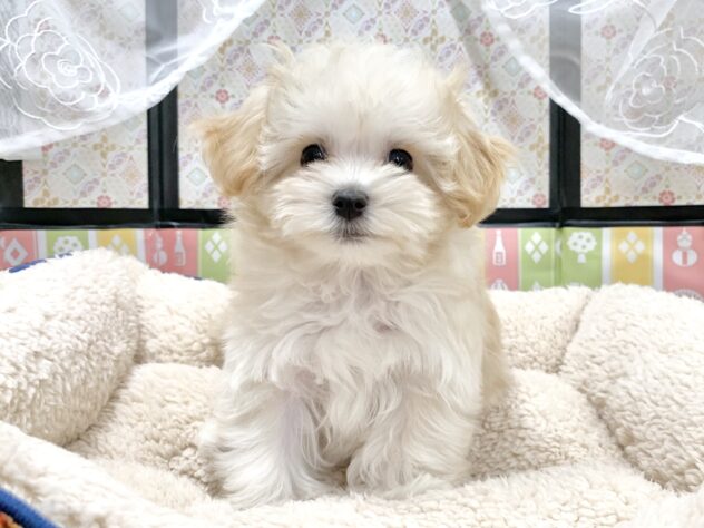 広島県のハーフ犬・ミックス犬 (アミーゴ宇品店/2025年11月21日生まれ/女の子/クリーム)の子犬の1枚目の画像