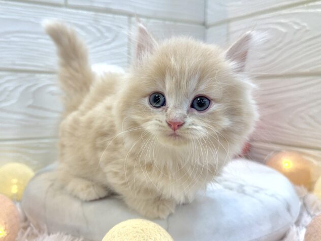 兵庫県のミヌエット (ワンキャラット アミーゴ姫路飾磨店/2025年11月8日生まれ/女の子/クリームタビー)の子猫の3枚目の画像