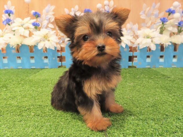 兵庫県のヨークシャーテリア (アミーゴ伊丹店/2025年10月26日生まれ/女の子/スチールブルータン)の子犬の1枚目の画像