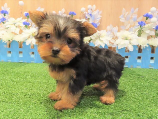 兵庫県のヨークシャーテリア (アミーゴ伊丹店/2025年10月26日生まれ/女の子/スチールブルータン)の子犬の2枚目の画像