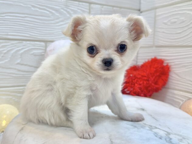 兵庫県のチワワ(ロング) (ワンキャラット アミーゴ姫路飾磨店/2026年11月12日生まれ/女の子/クリーム)の子犬の3枚目の画像