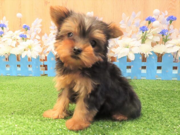 兵庫県のヨークシャーテリア (アミーゴ伊丹店/2025年10月26日生まれ/女の子/スチールブルータン)の子犬の3枚目の画像