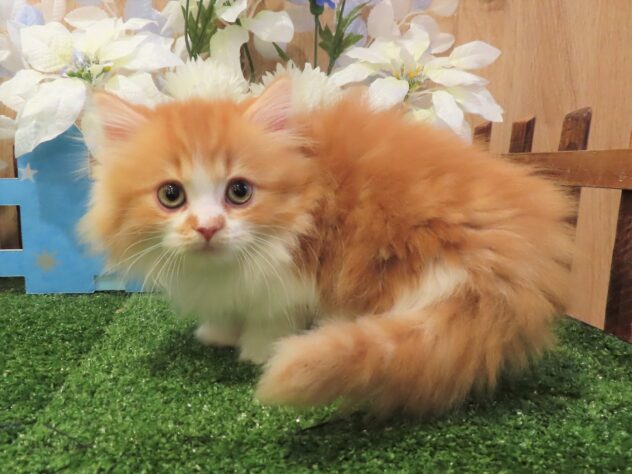 兵庫県のミヌエット (アミーゴ伊丹店/2025年11月3日生まれ/男の子/レッドタビーホワイト)の子猫の1枚目の画像