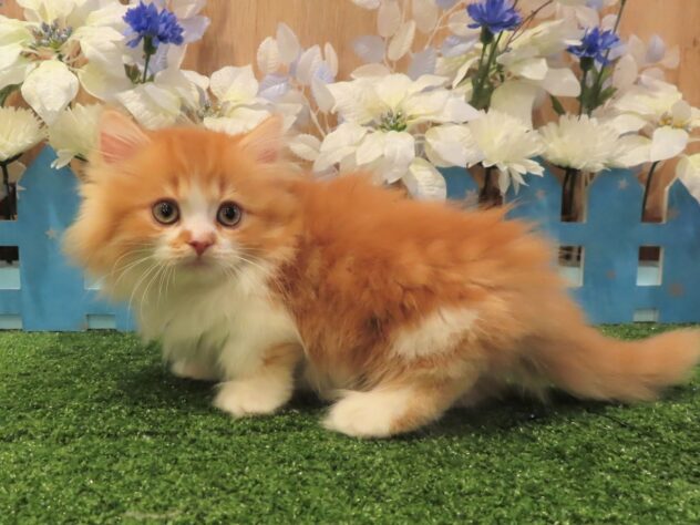 兵庫県のミヌエット (アミーゴ伊丹店/2025年11月3日生まれ/男の子/レッドタビーホワイト)の子猫の2枚目の画像