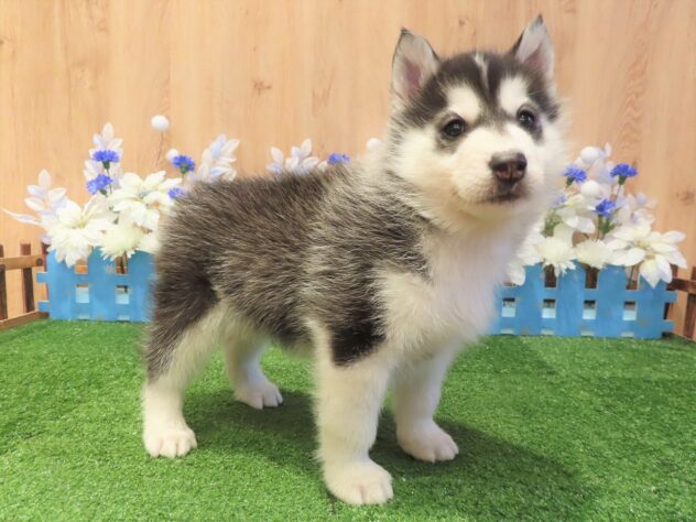 兵庫県のシベリアンハスキー (アミーゴ伊丹店/2025年11月13日生まれ/男の子/ブラックホワイト)の子犬の2枚目の画像
