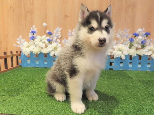 兵庫県のシベリアンハスキー (アミーゴ伊丹店/2025年11月13日生まれ/男の子/ブラックホワイト)の子犬の3枚目の画像