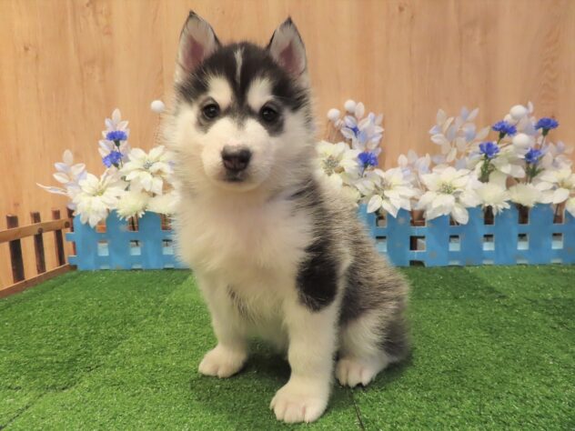 兵庫県のシベリアンハスキー (アミーゴ伊丹店/2025年11月13日生まれ/男の子/ブラックホワイト)の子犬の1枚目の画像