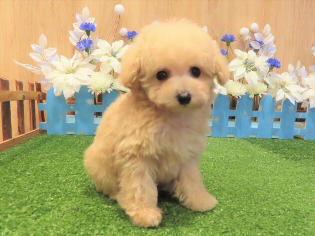 兵庫県のトイプードル(トイ) (アミーゴ伊丹店/2025年11月13日生まれ/男の子/ペールフォーン)の子犬の3枚目の画像