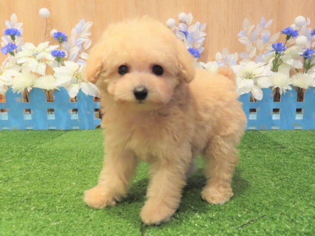 兵庫県のトイプードル(トイ) (アミーゴ伊丹店/2025年11月13日生まれ/男の子/ペールフォーン)の子犬の2枚目の画像