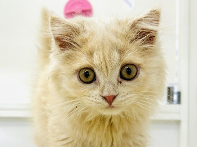 岡山県のスコティッシュフォールド (アミーゴ水島店/2025年11月26日生まれ/女の子/クリームタビー)の子猫