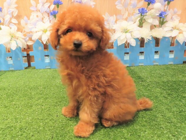 兵庫県のトイプードル(トイ) (アミーゴ伊丹店/2025年11月8日生まれ/女の子/オレンジフォーン)の子犬