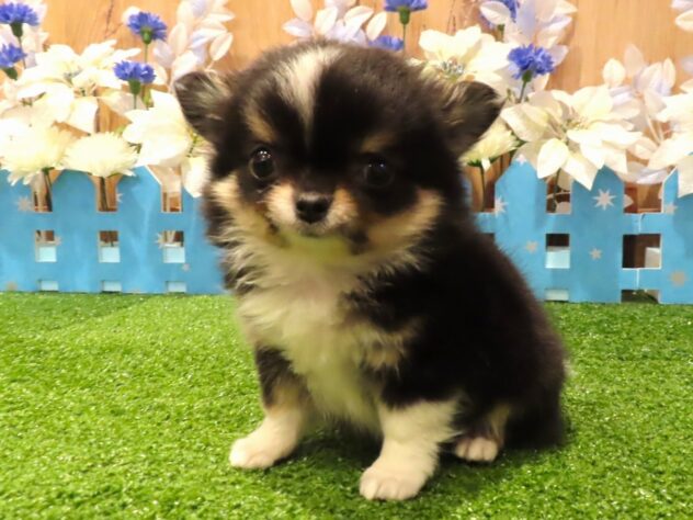 兵庫県のチワワ(ロング) (アミーゴ伊丹店/2025年11月26日生まれ/男の子/ブラックタンホワイト)の子犬の3枚目の画像