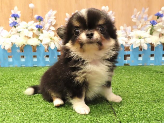 兵庫県のチワワ(ロング) (アミーゴ伊丹店/2025年11月26日生まれ/男の子/ブラックタンホワイト)の子犬の2枚目の画像