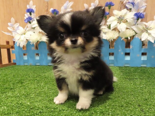 兵庫県のチワワ(ロング) (アミーゴ伊丹店/2025年11月26日生まれ/男の子/ブラックタンホワイト)の子犬の1枚目の画像