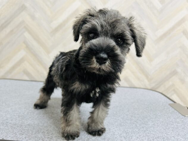 岡山県のミニチュアシュナウザー (アミーゴ水島店/2025年11月21日生まれ/女の子/ソルトペッパー)の子犬の2枚目の画像