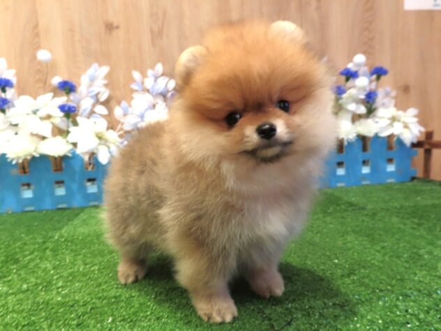 兵庫県のポメラニアン (アミーゴ伊丹店/2025年12月4日生まれ/男の子/ウルフセーブル)の子犬の1枚目の画像