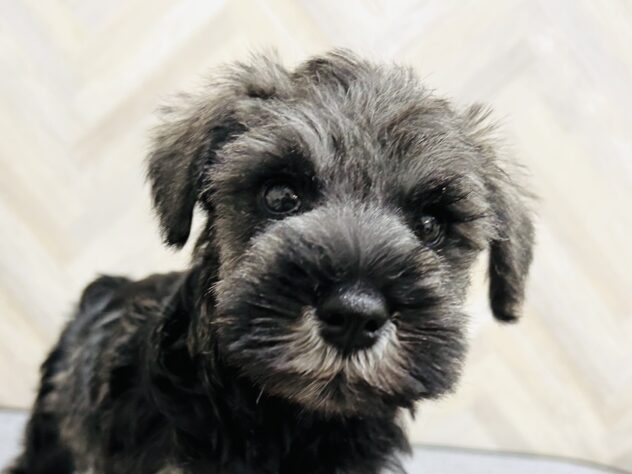 岡山県のミニチュアシュナウザー (アミーゴ水島店/2025年11月21日生まれ/女の子/ソルトペッパー)の子犬の1枚目の画像