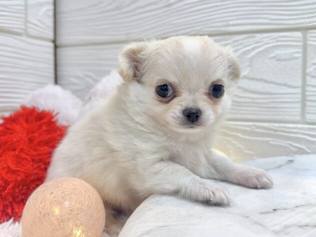 兵庫県のチワワ(ロング) (ワンキャラット アミーゴ姫路飾磨店/2026年11月12日生まれ/女の子/クリーム)の子犬の2枚目の画像