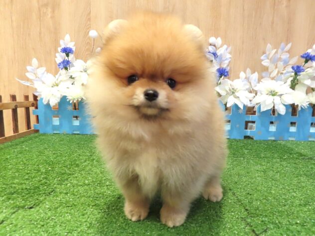 兵庫県のポメラニアン (アミーゴ伊丹店/2025年12月4日生まれ/男の子/ウルフセーブル)の子犬の2枚目の画像