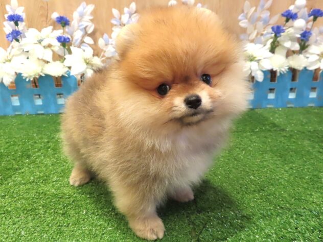 兵庫県のポメラニアン (アミーゴ伊丹店/2025年12月4日生まれ/男の子/ウルフセーブル)の子犬の3枚目の画像